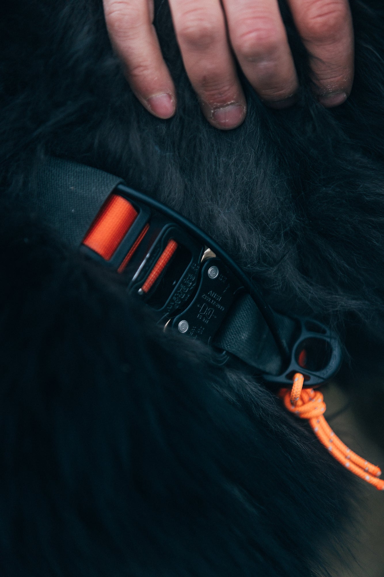 Koira Collar