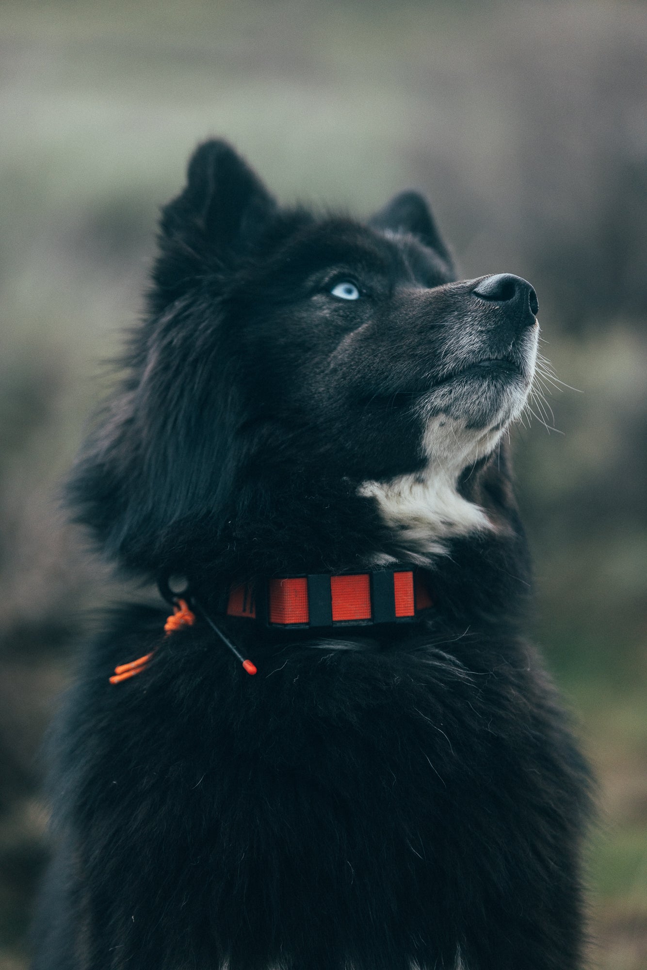 Koira Collar