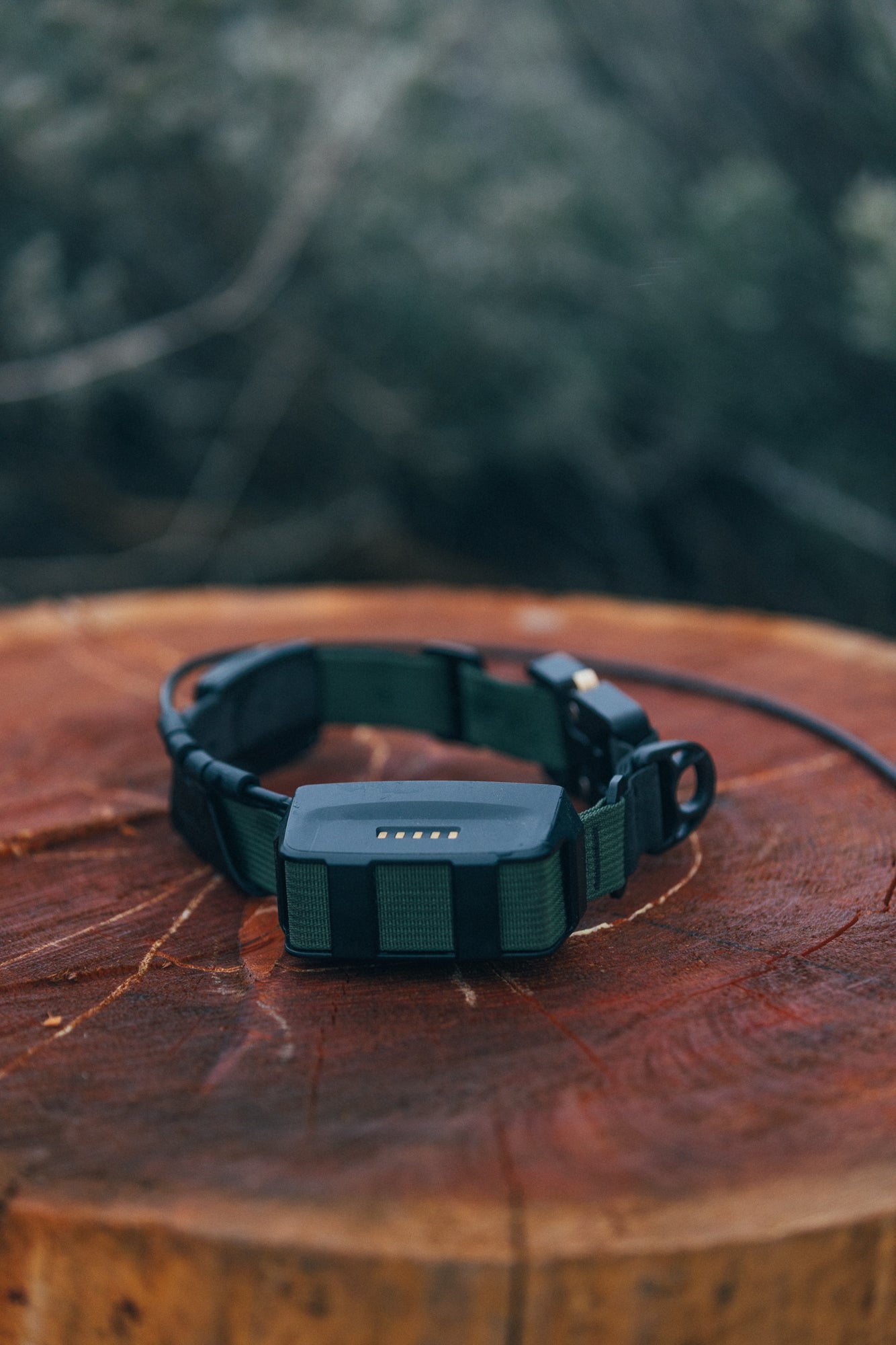 Koira Collar